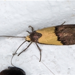 Hemibela hemicalypta at Melba, ACT - 25 Nov 2024