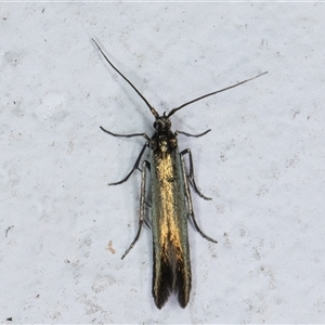 Coleophora alcyonipennella at Melba, ACT - 25 Nov 2024