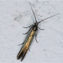 Coleophora alcyonipennella at Melba, ACT - 25 Nov 2024