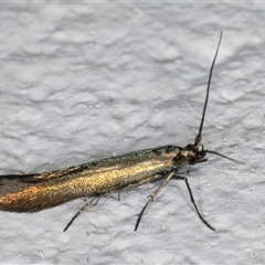 Coleophora alcyonipennella at Melba, ACT - 25 Nov 2024