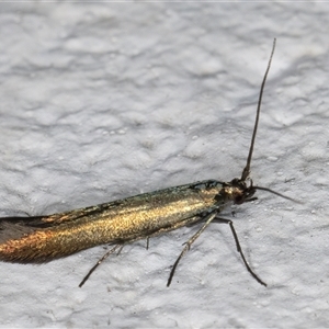 Coleophora alcyonipennella at Melba, ACT - 25 Nov 2024