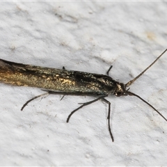 Coleophora alcyonipennella at Melba, ACT - 25 Nov 2024