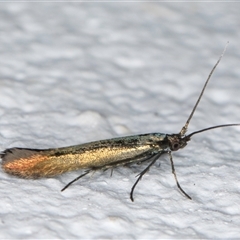 Coleophora alcyonipennella at Melba, ACT - 25 Nov 2024 11:25 PM