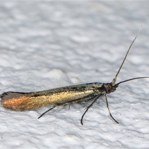 Coleophora alcyonipennella at Melba, ACT - 25 Nov 2024 11:25 PM