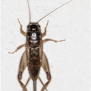 Lepidogryllus sp. (genus) at Melba, ACT - 25 Nov 2024