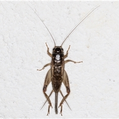 Lepidogryllus sp. (genus) at Melba, ACT - 25 Nov 2024