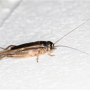 Lepidogryllus sp. (genus) at Melba, ACT - 25 Nov 2024