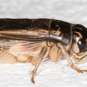 Lepidogryllus sp. (genus) at Melba, ACT - 25 Nov 2024