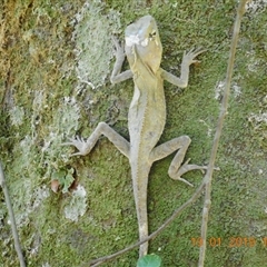 Hypsilurus spinipes (Angle-headed Dragon) at Pappinbarra, NSW - 19 Jan 2019 by jonvanbeest