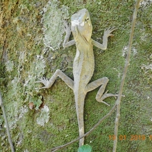 Hypsilurus spinipes at Pappinbarra, NSW - suppressed