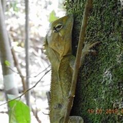 Hypsilurus spinipes at Pappinbarra, NSW - 19 Jan 2019