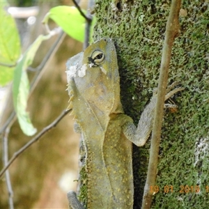 Hypsilurus spinipes at Pappinbarra, NSW - suppressed