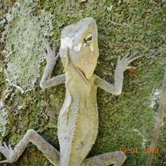 Hypsilurus spinipes at Pappinbarra, NSW - suppressed
