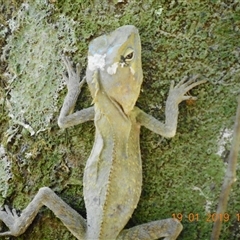 Hypsilurus spinipes at Pappinbarra, NSW - 19 Jan 2019