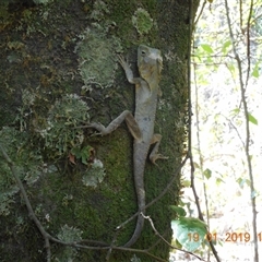 Hypsilurus spinipes at Pappinbarra, NSW - 19 Jan 2019