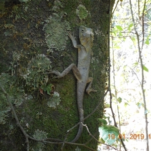 Hypsilurus spinipes at Pappinbarra, NSW - suppressed