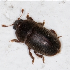 Nitidulidae sp. (family) (Sap beetle) at Melba, ACT - 25 Nov 2024 by kasiaaus