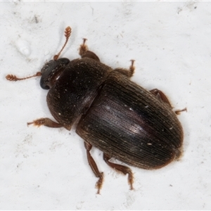 Nitidulidae sp. (family) at Melba, ACT - 25 Nov 2024