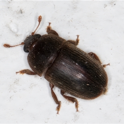 Nitidulidae sp. (family) (Sap beetle) at Melba, ACT - 25 Nov 2024 by kasiaaus