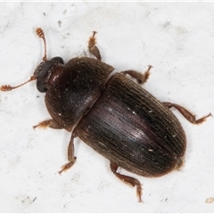 Nitidulidae sp. (family) at Melba, ACT - 25 Nov 2024