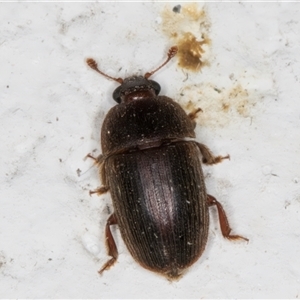 Nitidulidae sp. (family) at Melba, ACT - 25 Nov 2024