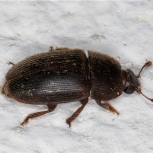 Nitidulidae sp. (family) at Melba, ACT - 25 Nov 2024