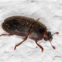 Nitidulidae sp. (family) at Melba, ACT - 25 Nov 2024