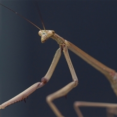 Archimantis latistyla (Stick Mantis, Large Brown Mantis) at Higgins, ACT - 26 Nov 2024 by AlisonMilton