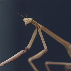 Archimantis sp. (genus) at Higgins, ACT by AlisonMilton