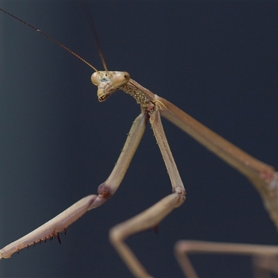 Archimantis latistyla (Stick Mantis, Large Brown Mantis) at Higgins, ACT - 26 Nov 2024 by AlisonMilton