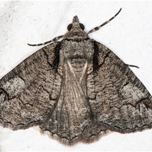 Austroterpna paratorna at Melba, ACT - 25 Nov 2024 11:21 PM