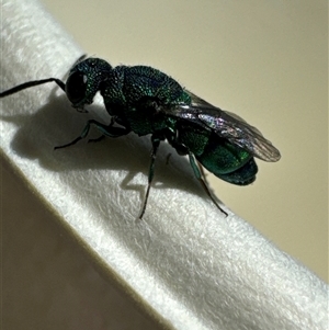 Chrysididae (family) at Jerrabomberra, ACT - 27 Nov 2024