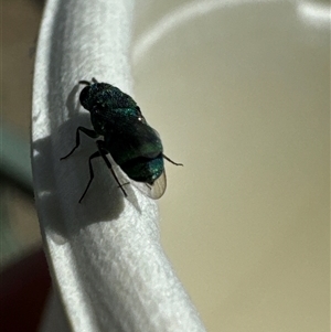 Chrysididae (family) at Jerrabomberra, ACT - 27 Nov 2024