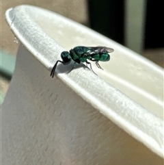 Chrysididae (family) at Jerrabomberra, ACT - 27 Nov 2024