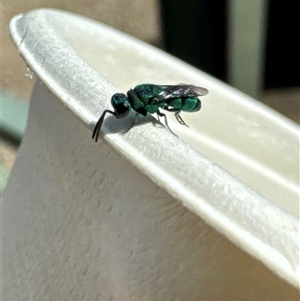 Chrysididae (family) at Jerrabomberra, ACT - 27 Nov 2024 09:56 AM