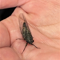 Unidentified Cicada (Hemiptera, Cicadoidea) at Acton, ACT - 26 Nov 2024 by HelenCross