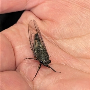 Yoyetta australicta (Southern Ticking Ambertail) at Acton, ACT by HelenCross