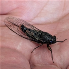 Yoyetta australicta at Acton, ACT - 27 Nov 2024 10:56 AM