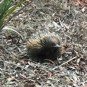 Tachyglossus aculeatus at Acton, ACT - 26 Nov 2024