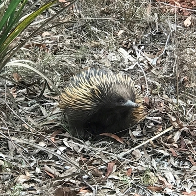 Tachyglossus aculeatus (Short-beaked Echidna) at Acton, ACT - 26 Nov 2024 by PeterR