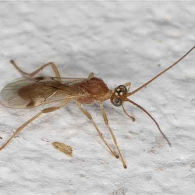 Unidentified Wasp (Hymenoptera, Apocrita) at Melba, ACT - 25 Nov 2024 by kasiaaus