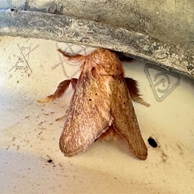 Doratifera quadriguttata and casta (Four-spotted Cup Moth) at Sandon, VIC - 20 Nov 2024 by KMcCue