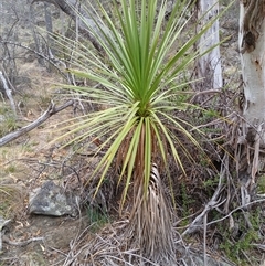 Cordyline sp. (Cordyline) at Cooma, NSW - 27 Nov 2024 by mahargiani