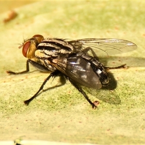 Oxysarcodexia varia (Striped Dung Fly) at Belconnen, ACT by Thurstan