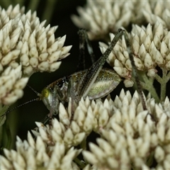 Unidentified Katydid (Tettigoniidae) at Bungonia, NSW - 26 Nov 2024 by AlisonMilton