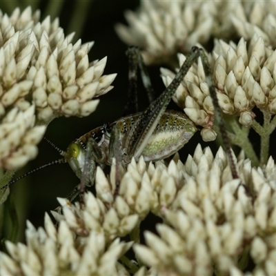 Unidentified Katydid (Tettigoniidae) at Bungonia, NSW - 26 Nov 2024 by AlisonMilton