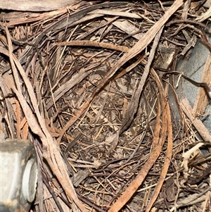 Colluricincla harmonica (Grey Shrikethrush) at Sandon, VIC by KMcCue