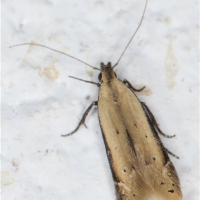 Mesophleps (genus) (A Gelechioid moth) at Melba, ACT - 25 Nov 2024 by kasiaaus