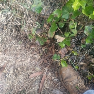 Hedera helix at Fraser, ACT - 26 Nov 2024