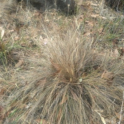 Poa sieberiana (Poa Tussock) at Fraser, ACT - 25 Nov 2024 by rbannister